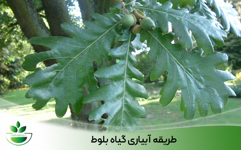 معرفی درخت بلوط