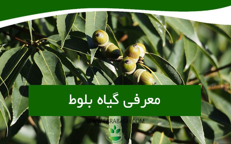 معرفی درخت بلوط