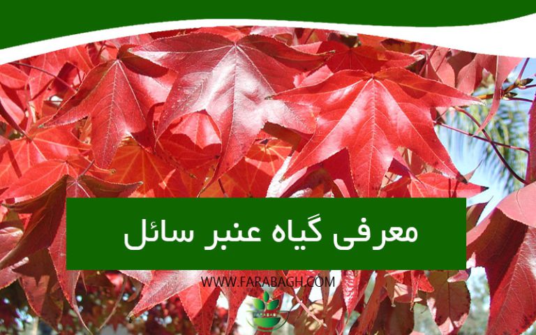 معرفی گیاه عنبر سائل و 